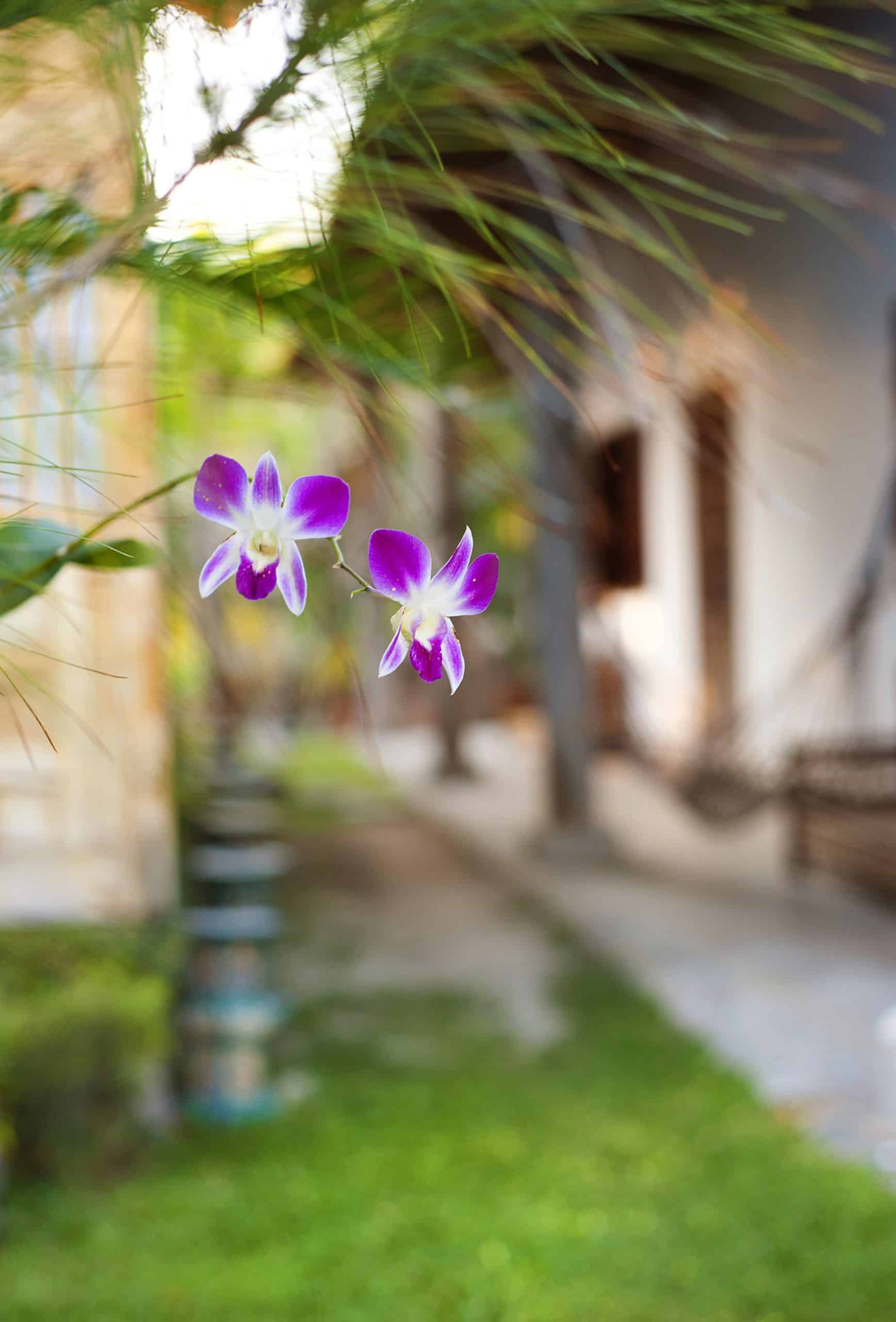 Violet orchids blooming outdoors in a lush garden setting.